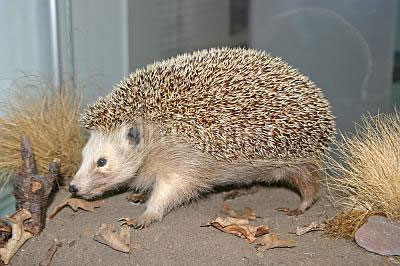 고슴도치의 야행성