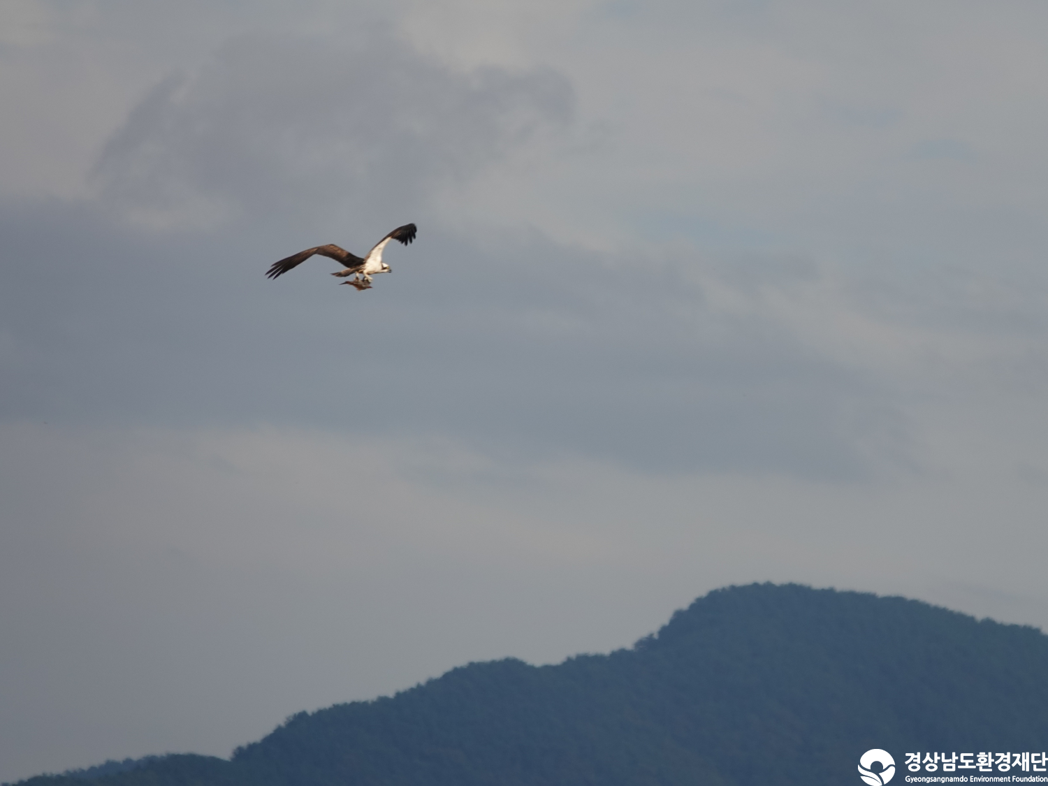 [광포만] 습지 생태계 변화 조사-2025. 10.