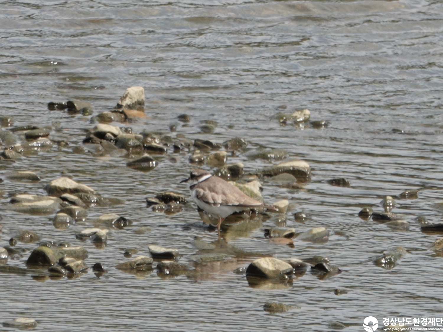 [광포만] 습지 생태계 변화 조사-2025. 10.