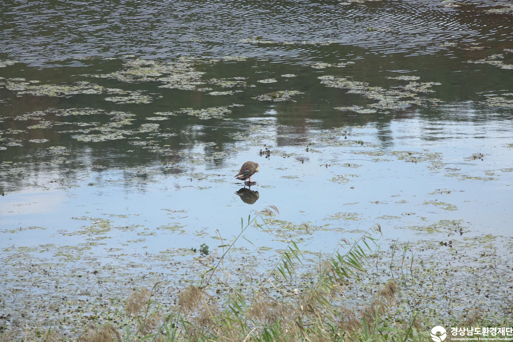 [우포늪] 습지 생태계 변화 조사-2025. 10.