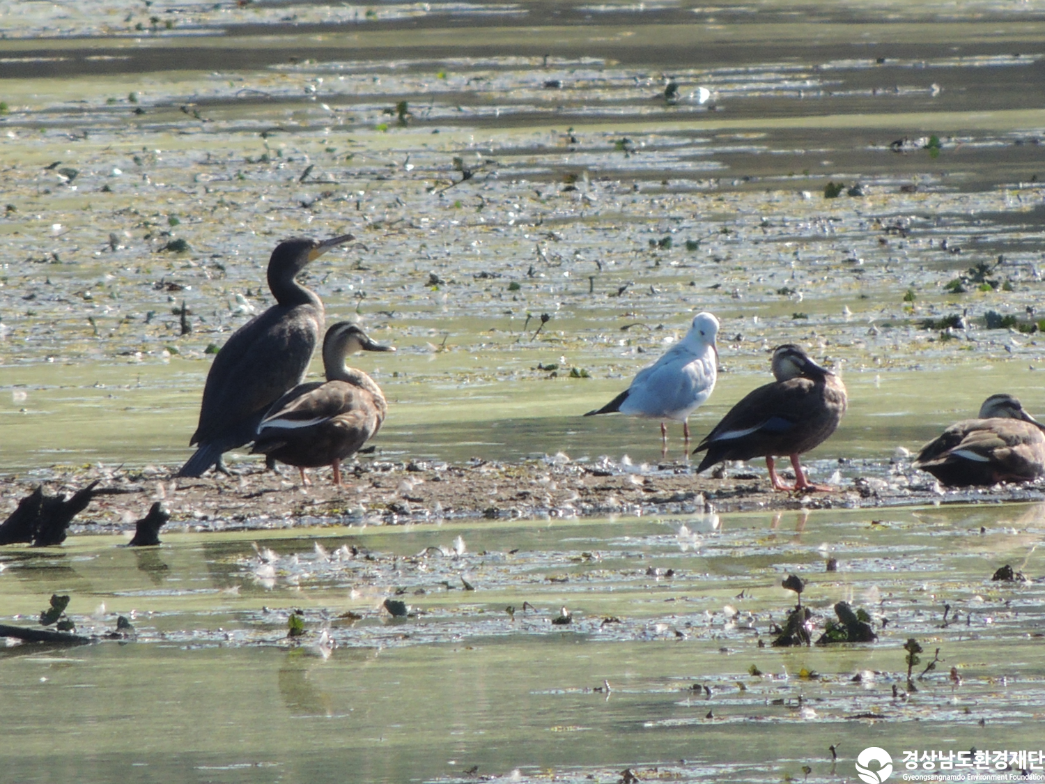 [주남저수지] 습지 생태계 변화 조사-2025. 10.