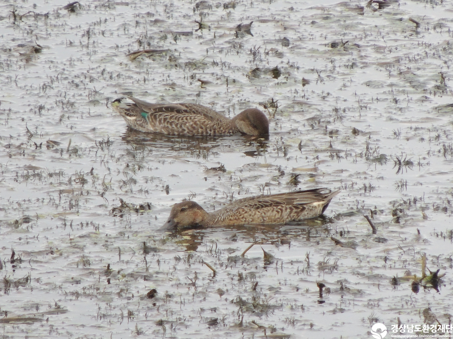 [주남저수지] 습지 생태계 변화 조사-2025. 10.