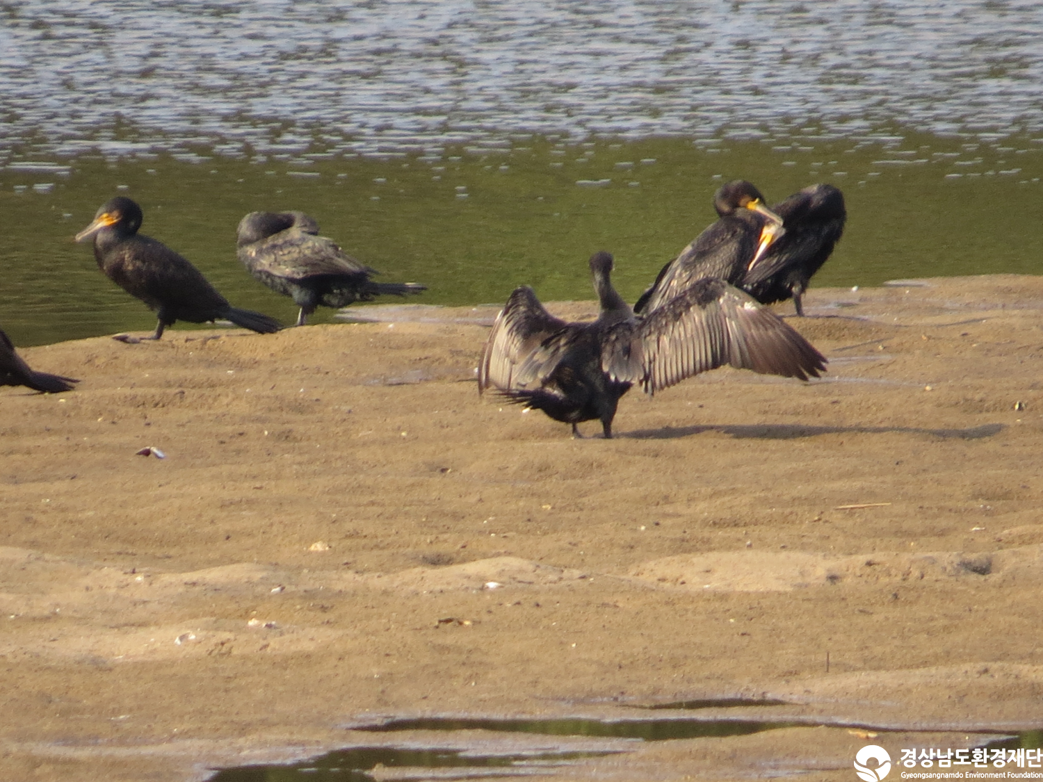 [봉암갯벌] 습지 생태계 변화 조사-2025. 10.
