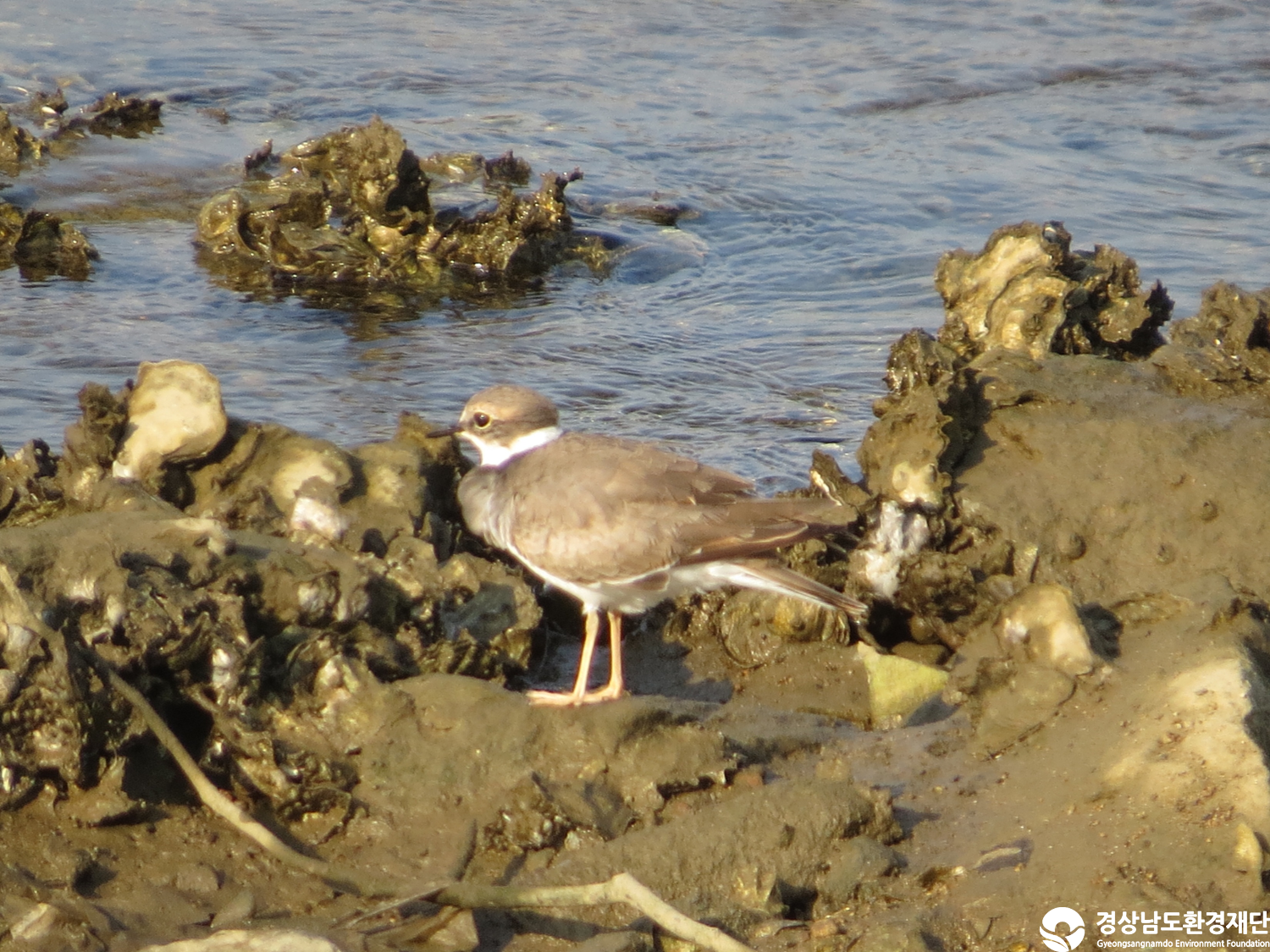 [봉암갯벌] 습지 생태계 변화 조사-2025. 10.
