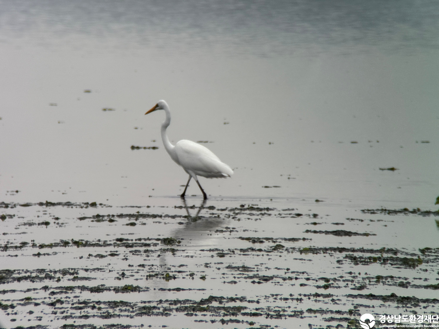 [진동만/창포만] 습지 생태계 변화 조사-2025. 10.