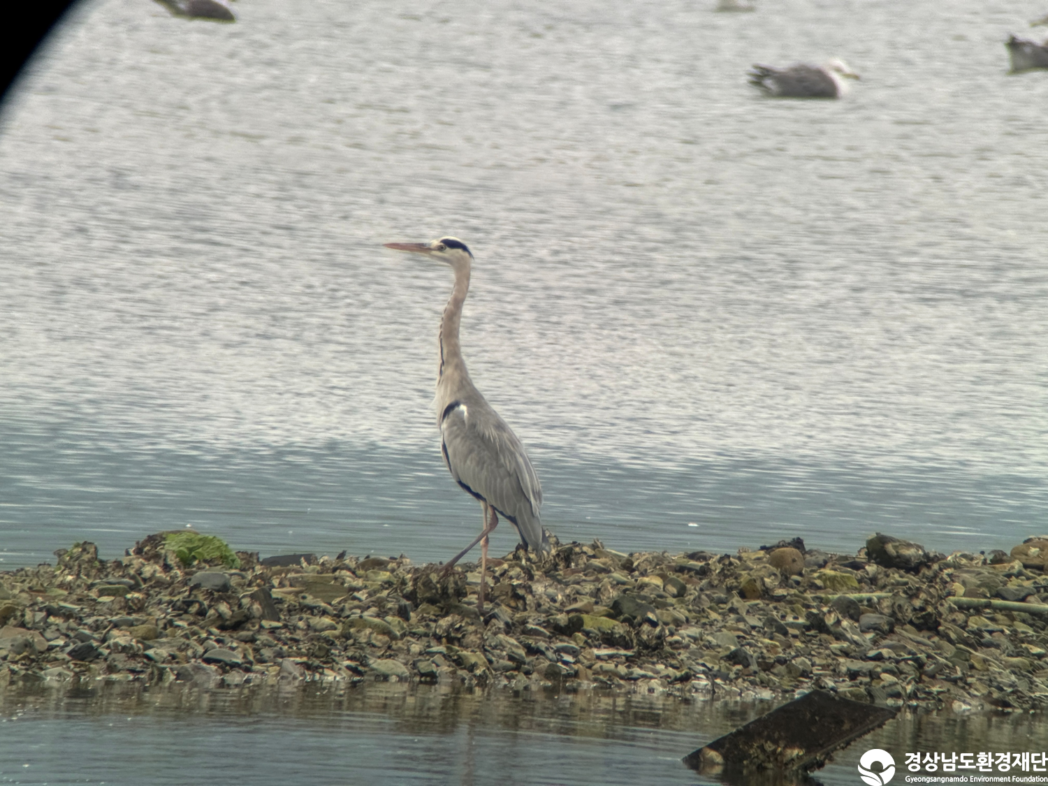 [진동만/창포만] 습지 생태계 변화 조사-2025. 10.