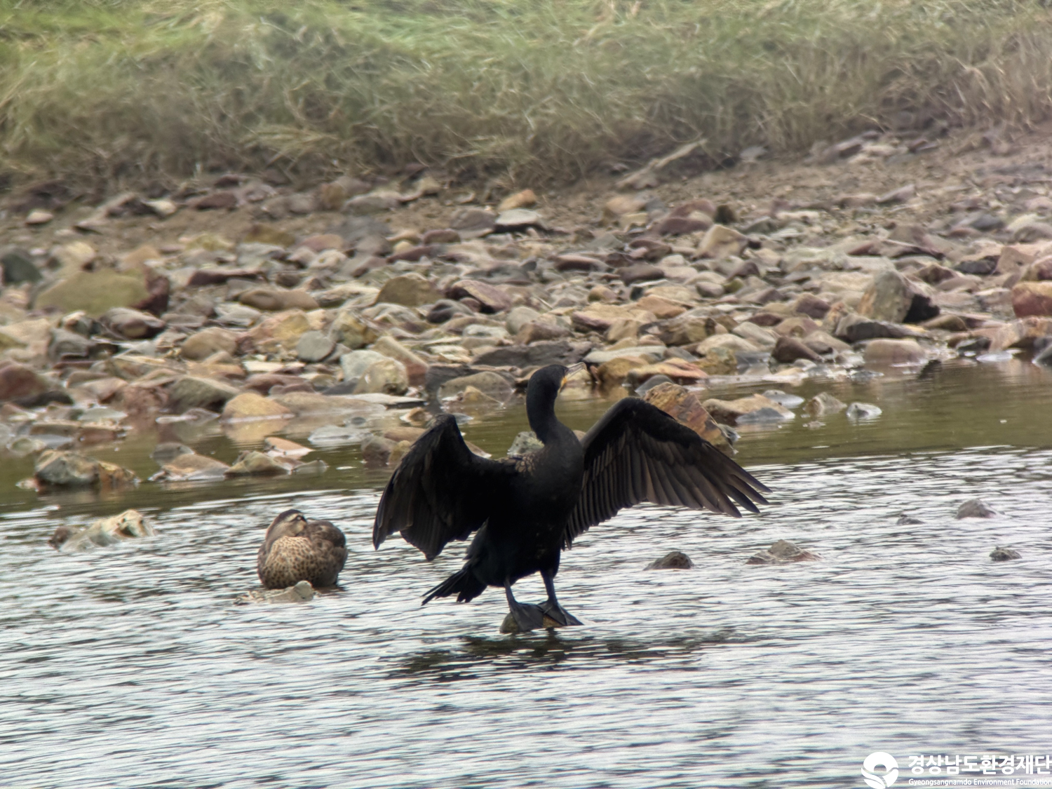 [진동만/창포만] 습지 생태계 변화 조사-2025. 10.