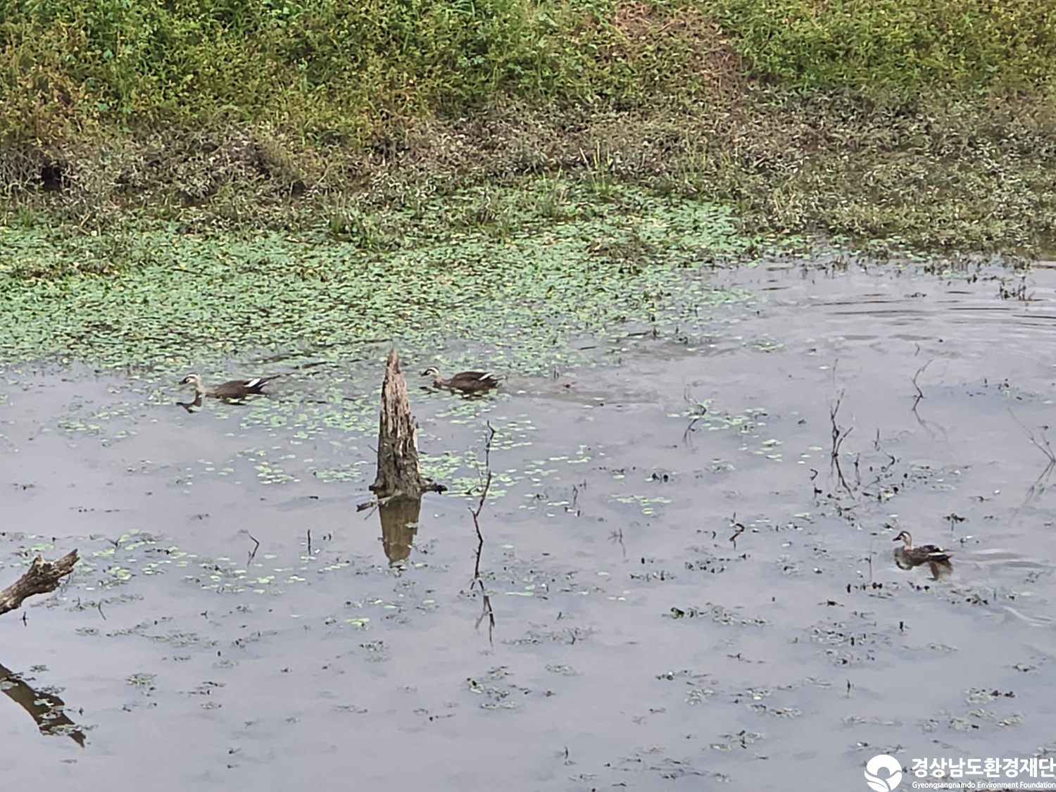 [악양습지/질날늪/평기늪] 습지 생태계 변화 조사-2025. 10.