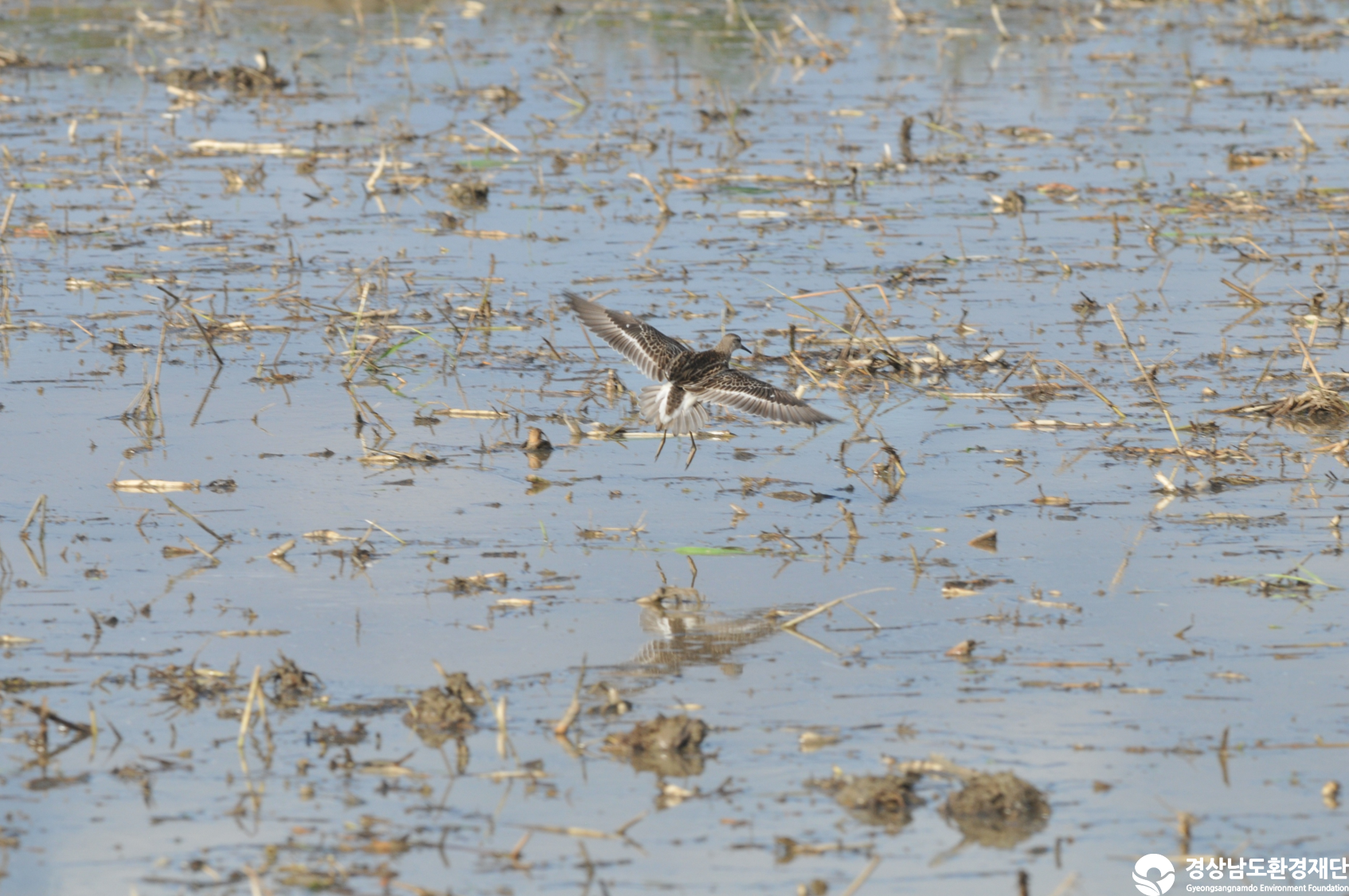 [섬진강하구] 습지 생태계 변화 조사-2025. 10.