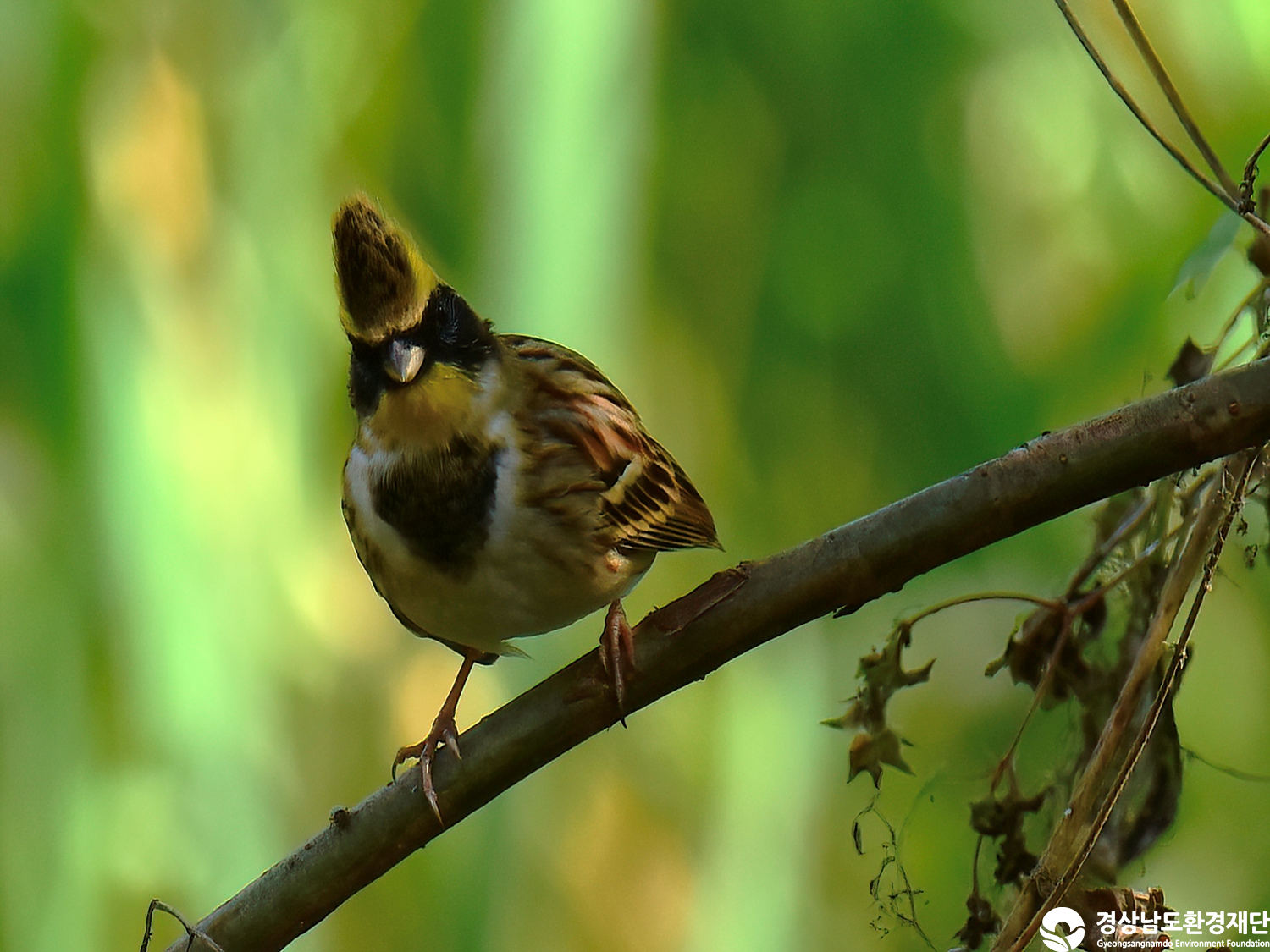 [정양늪] 습지 생태계 변화 조사-2025. 10.