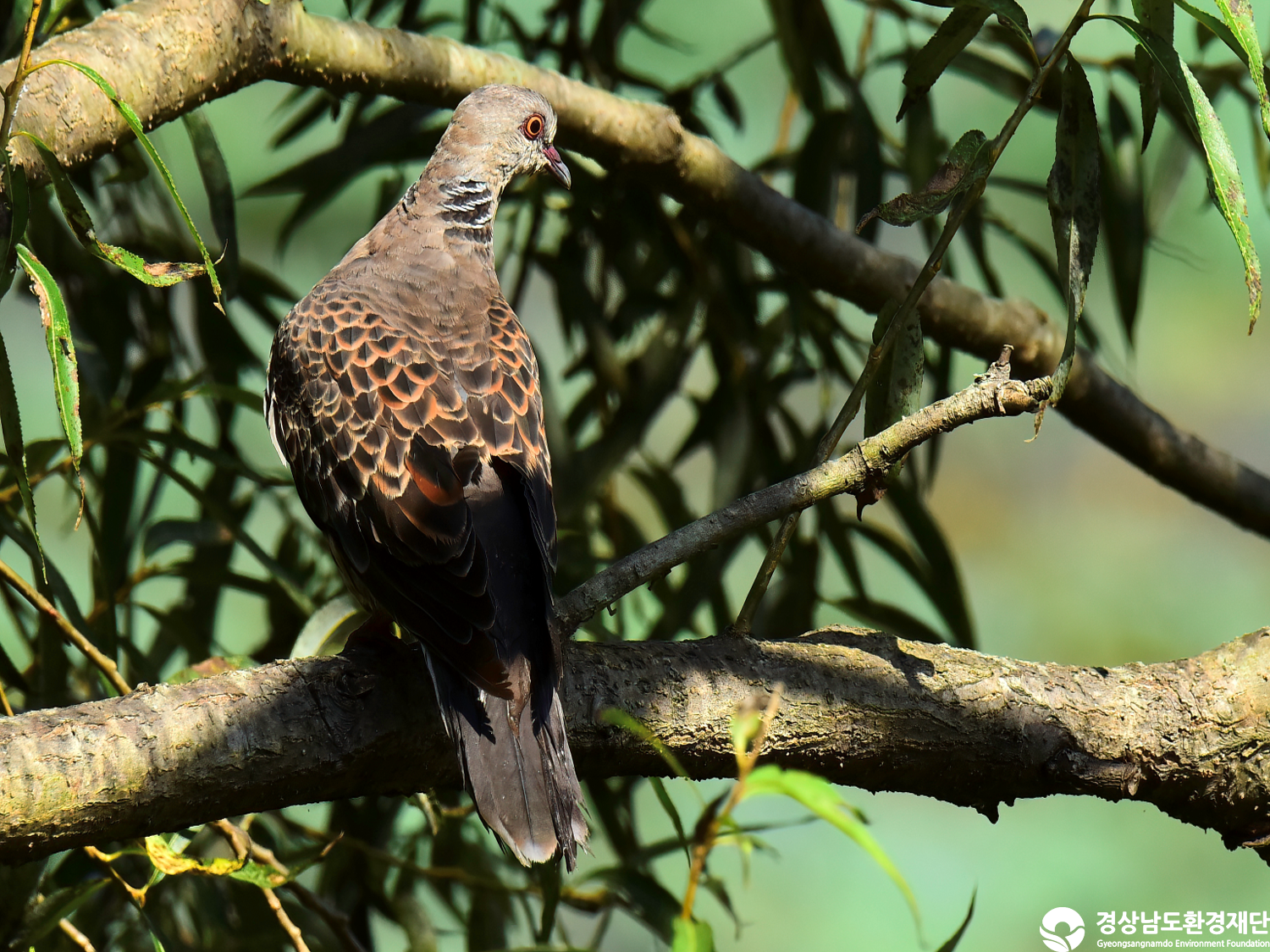 [정양늪] 습지 생태계 변화 조사-2025. 10.