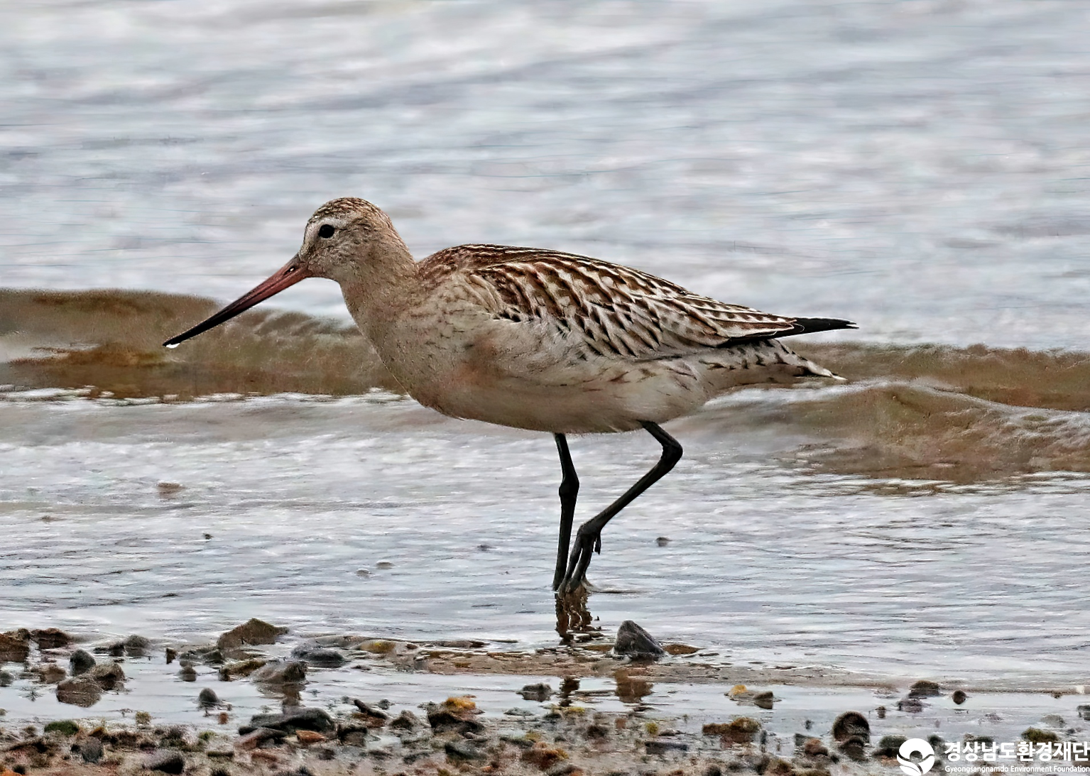 [남해강진만] 습지 생태계 변화 조사-2025. 10.