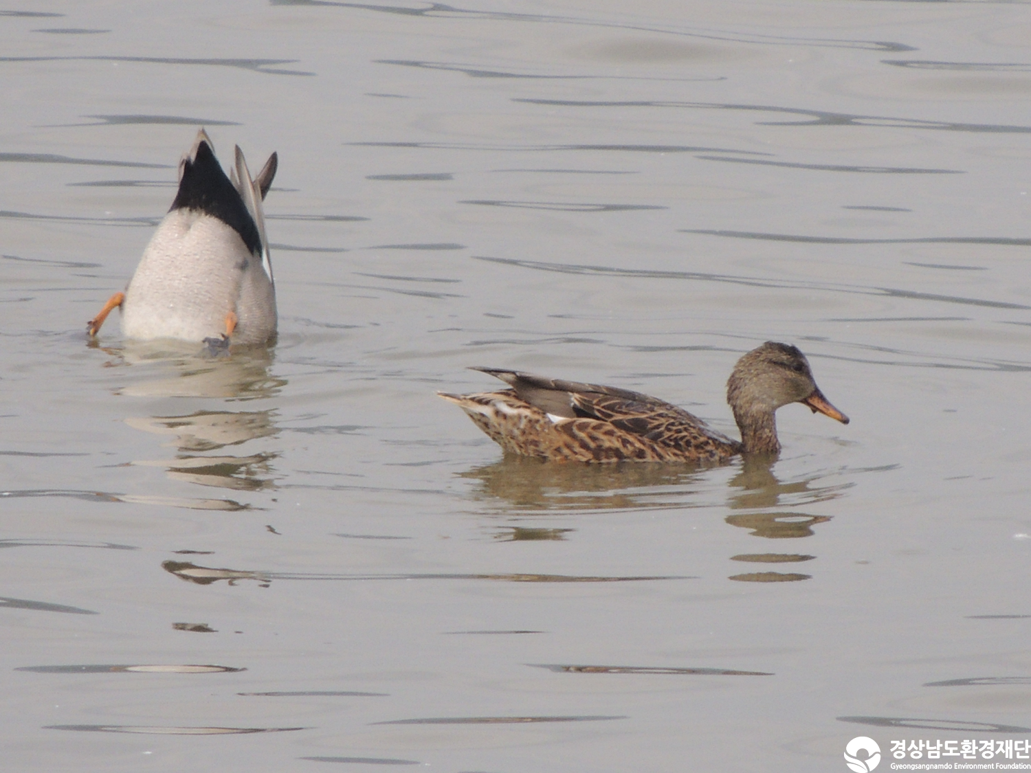 [주남저수지] 습지 생태계 변화 조사-2025. 11.