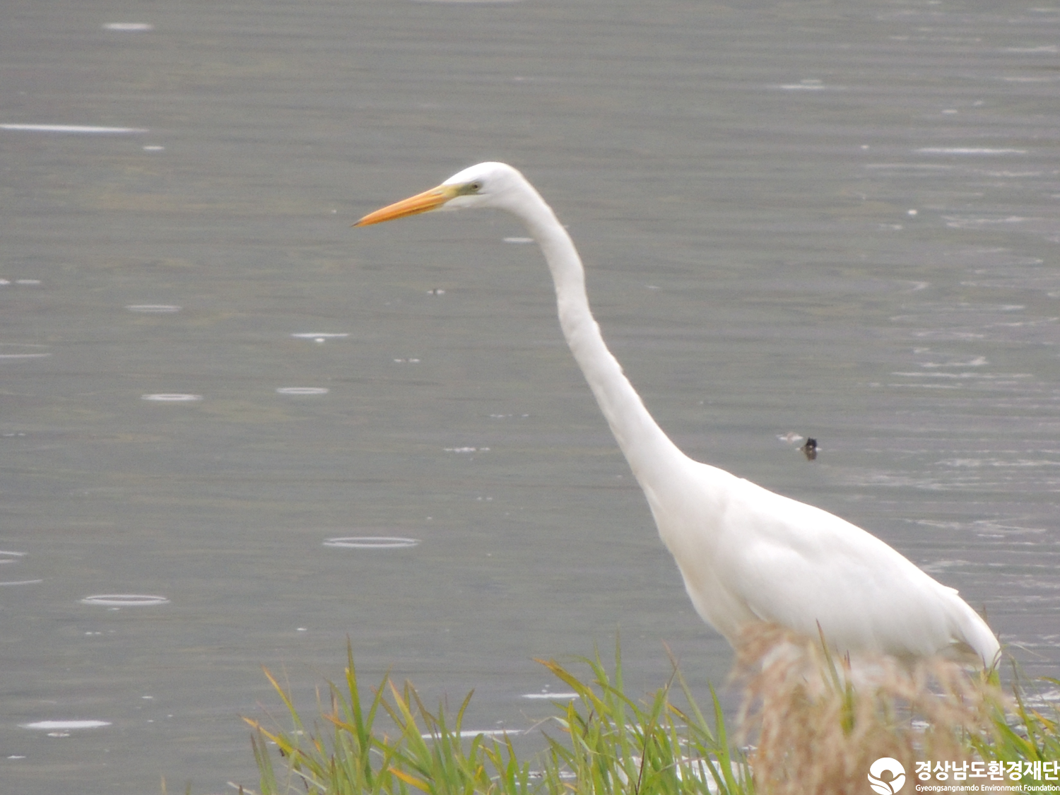 [주남저수지] 습지 생태계 변화 조사-2025. 11.