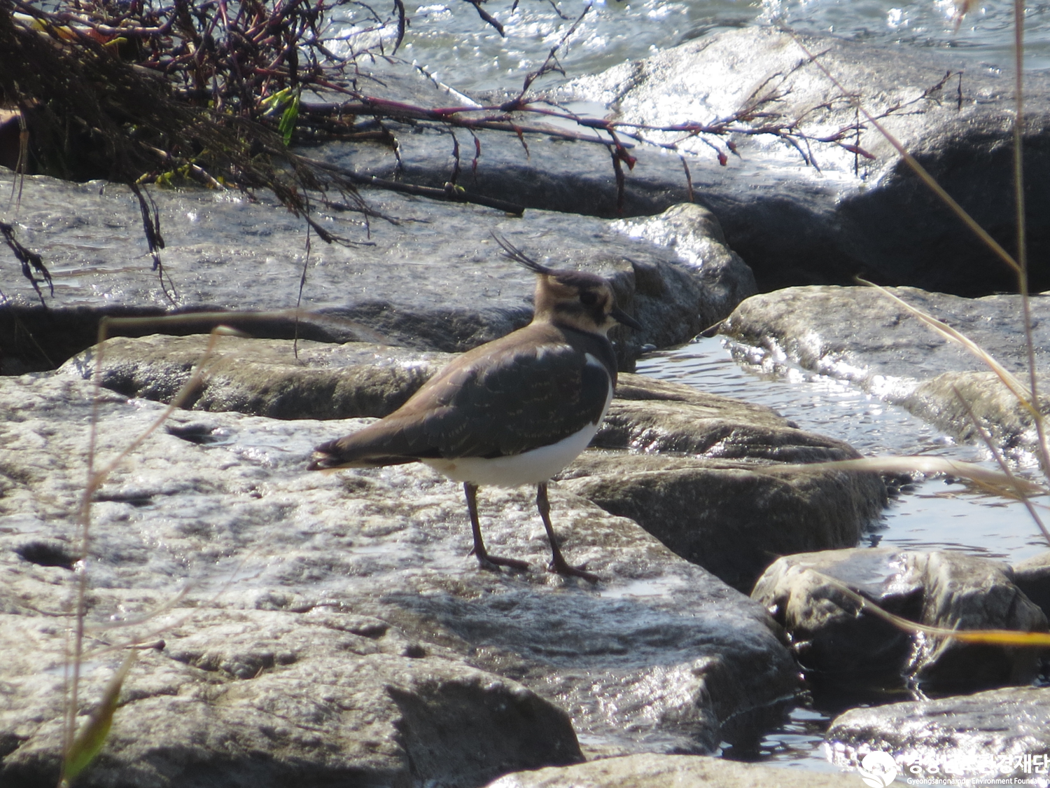 [봉암갯벌] 습지 생태계 변화 조사-2025. 11.