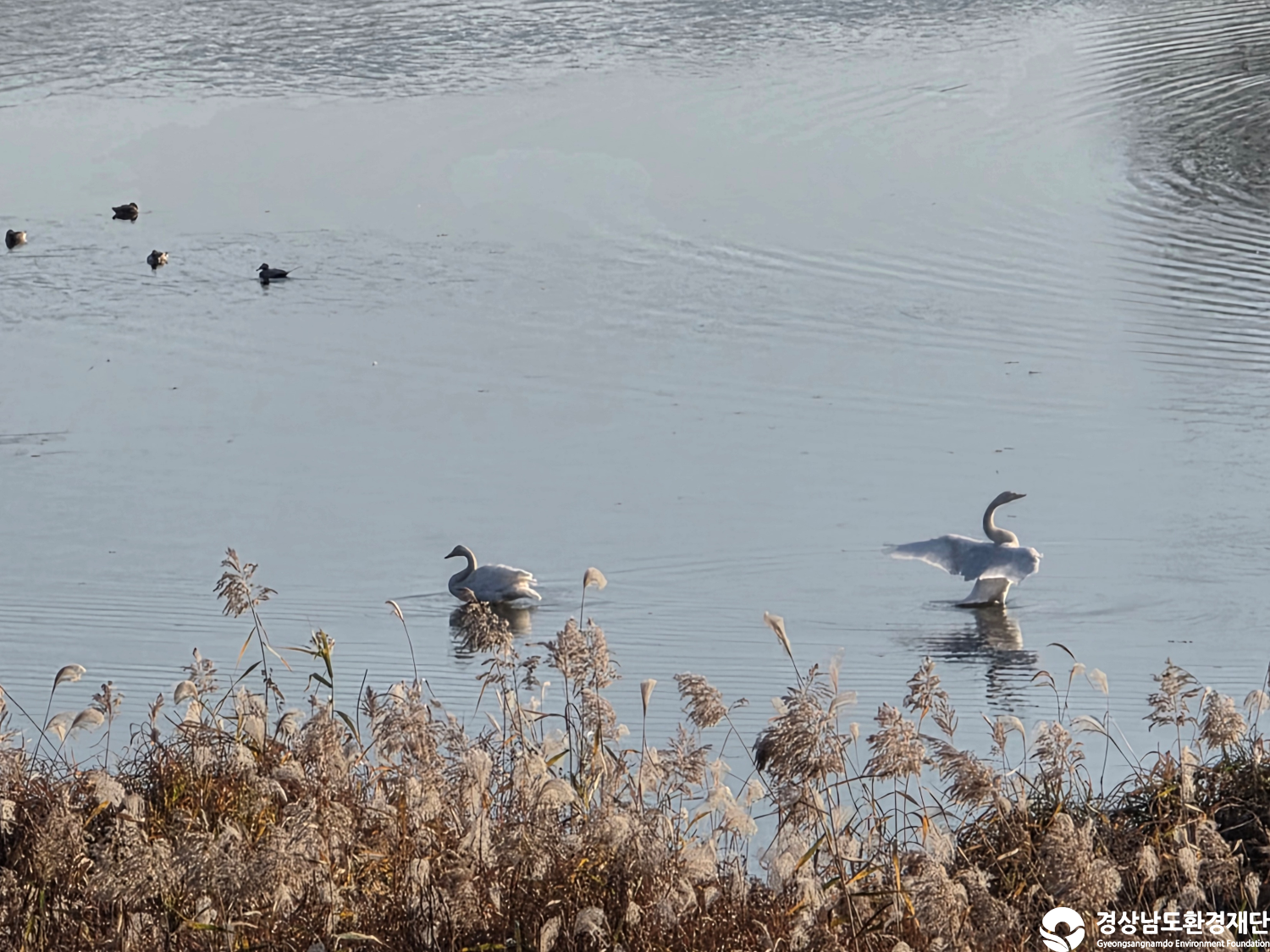 [악양습지/질날늪/평기늪] 습지 생태계 변화 조사-2025. 11.