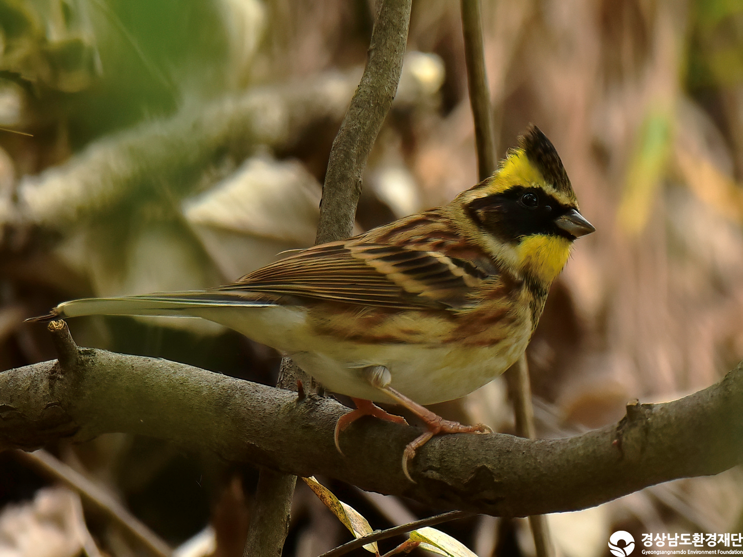 [정양늪] 습지 생태계 변화 조사-2025. 11.