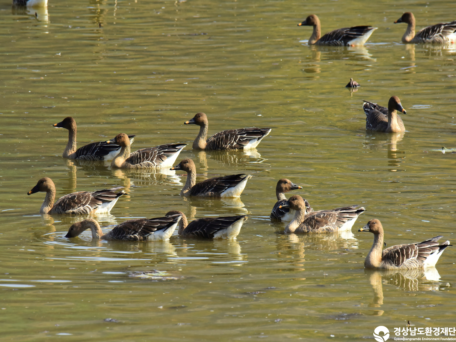 [정양늪] 습지 생태계 변화 조사-2025. 11.