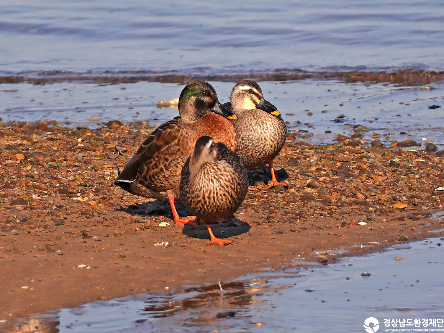 [남해강진만] 습지 생태계 변화 조사-2025. 11.