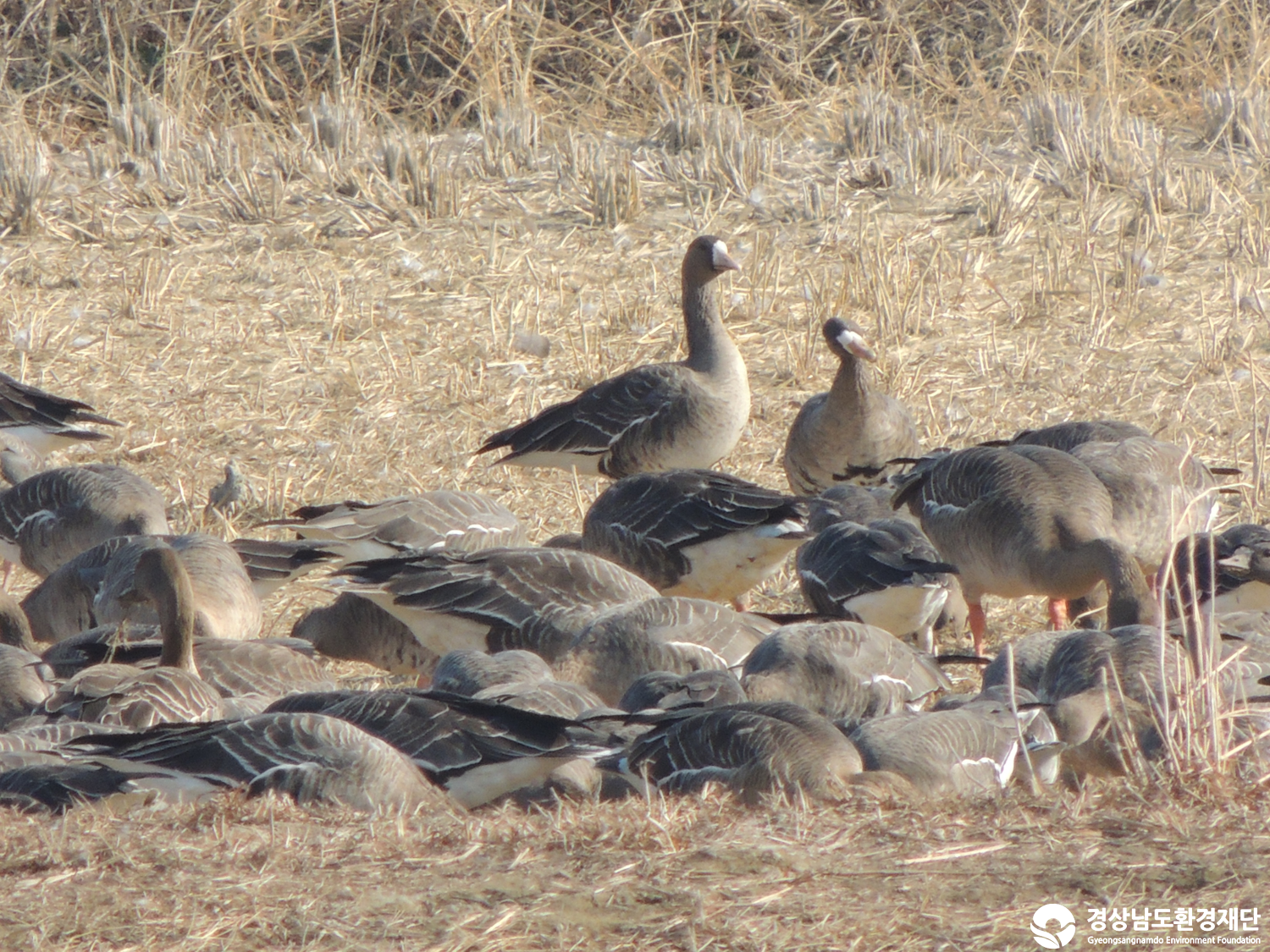 [주남저수지] 습지 생태계 변화 조사-2025. 12.
