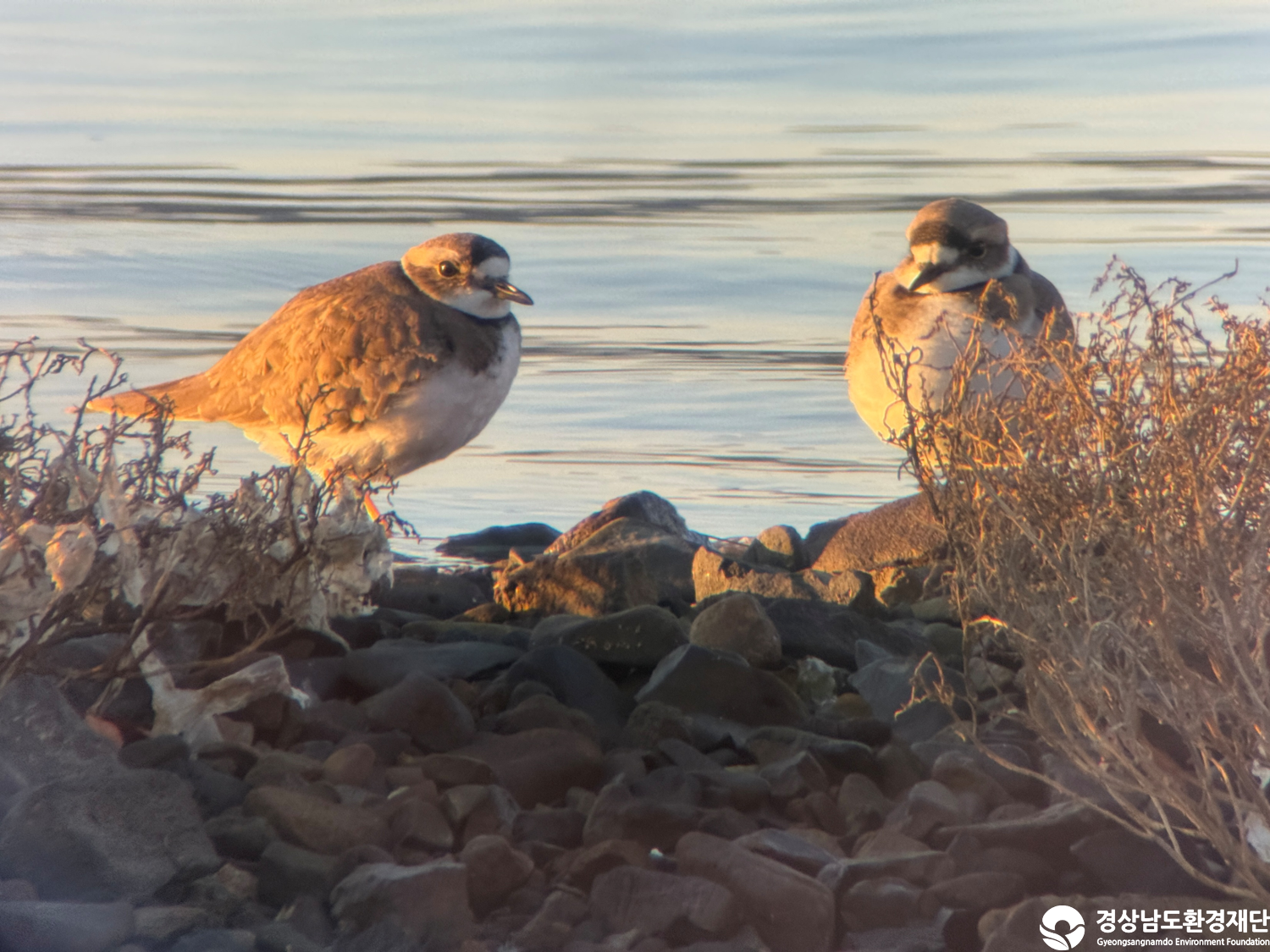 [진동만/창포만] 습지 생태계 변화 조사-2025. 12.
