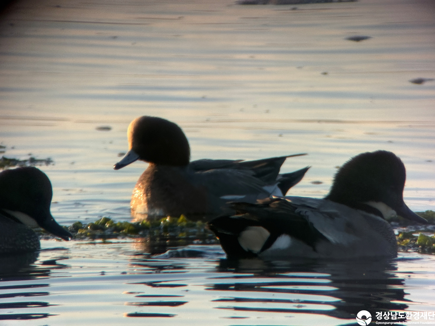 [진동만/창포만] 습지 생태계 변화 조사-2025. 12.