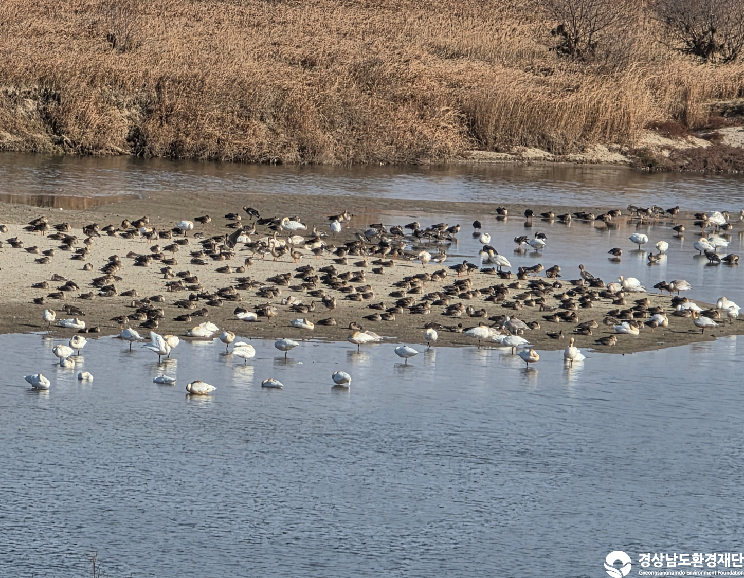 [악양습지/질날늪/평기늪] 습지 생태계 변화 조사-2025. 12.