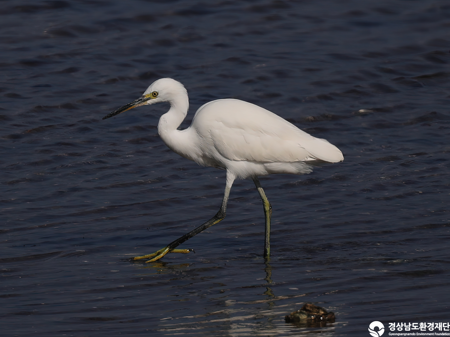 [남해강진만] 습지 생태계 변화 조사-2025. 12.