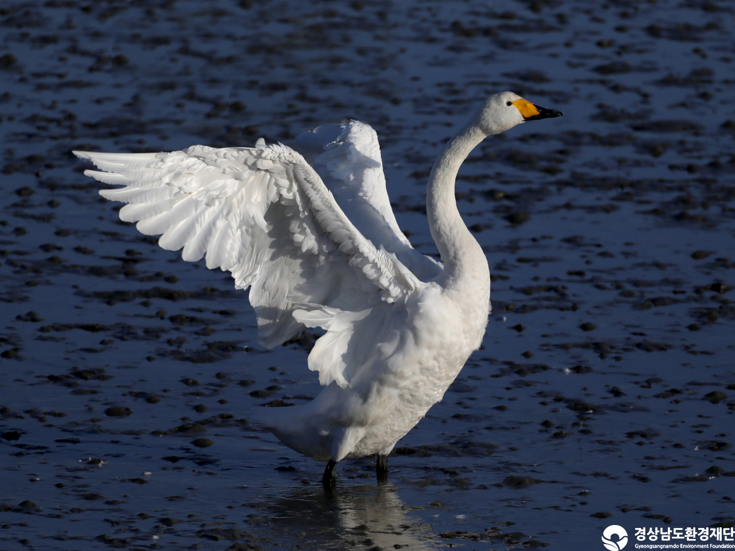 [남해강진만] 습지 생태계 변화 조사-2025. 12.