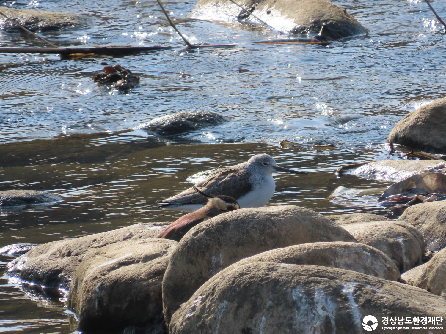 [봉암갯벌] 습지 생태계 변화 조사-2026. 1.