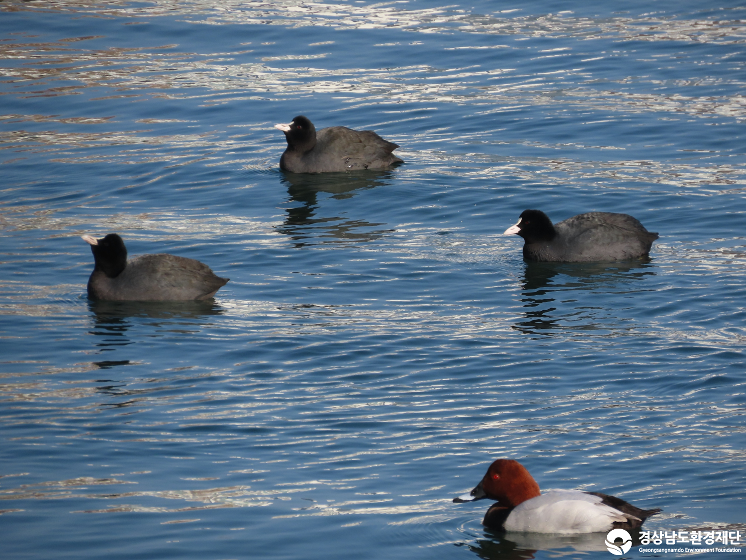 [봉암갯벌] 습지 생태계 변화 조사-2026. 1.