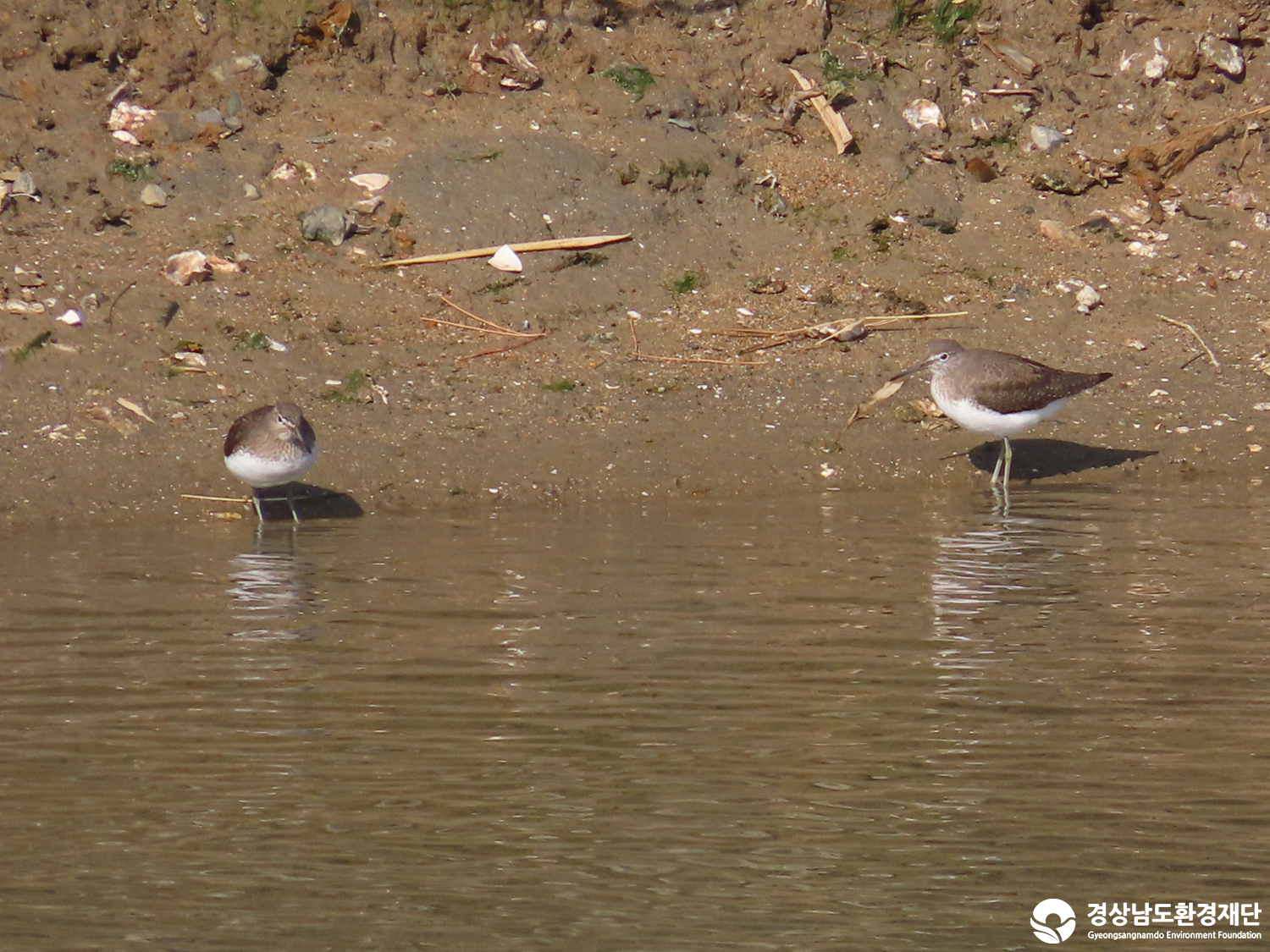 [봉암갯벌] 습지 생태계 변화 조사-2026. 1.