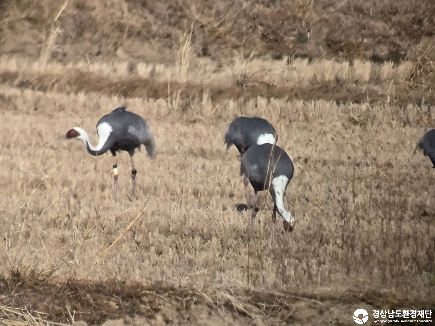 [악양습지/질날늪/평기늪] 습지 생태계 변화 조사-2026. 1.