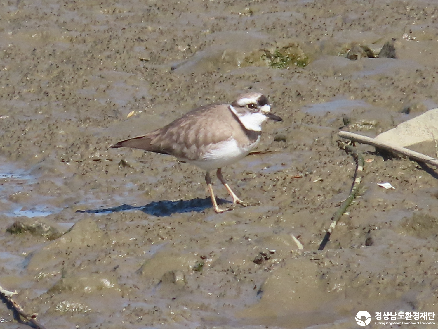 [봉암갯벌] 습지 생태계 변화 조사-2026. 2.