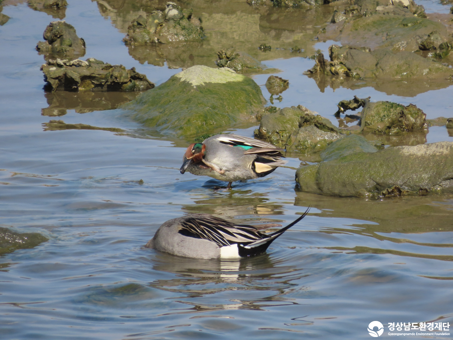 [봉암갯벌] 습지 생태계 변화 조사-2026. 2.