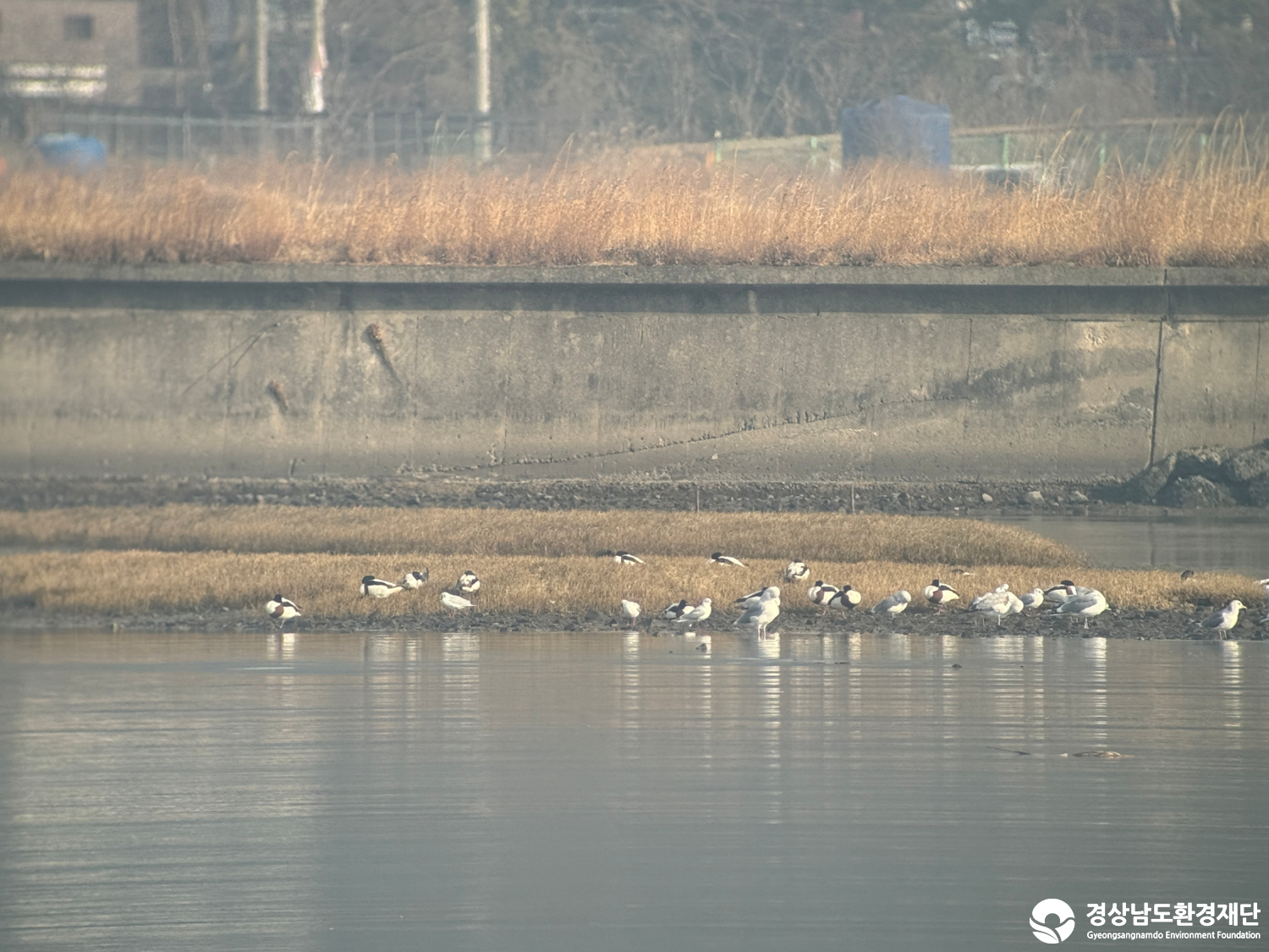 [진동만/창포만] 습지 생태계 변화 조사-2026. 2.