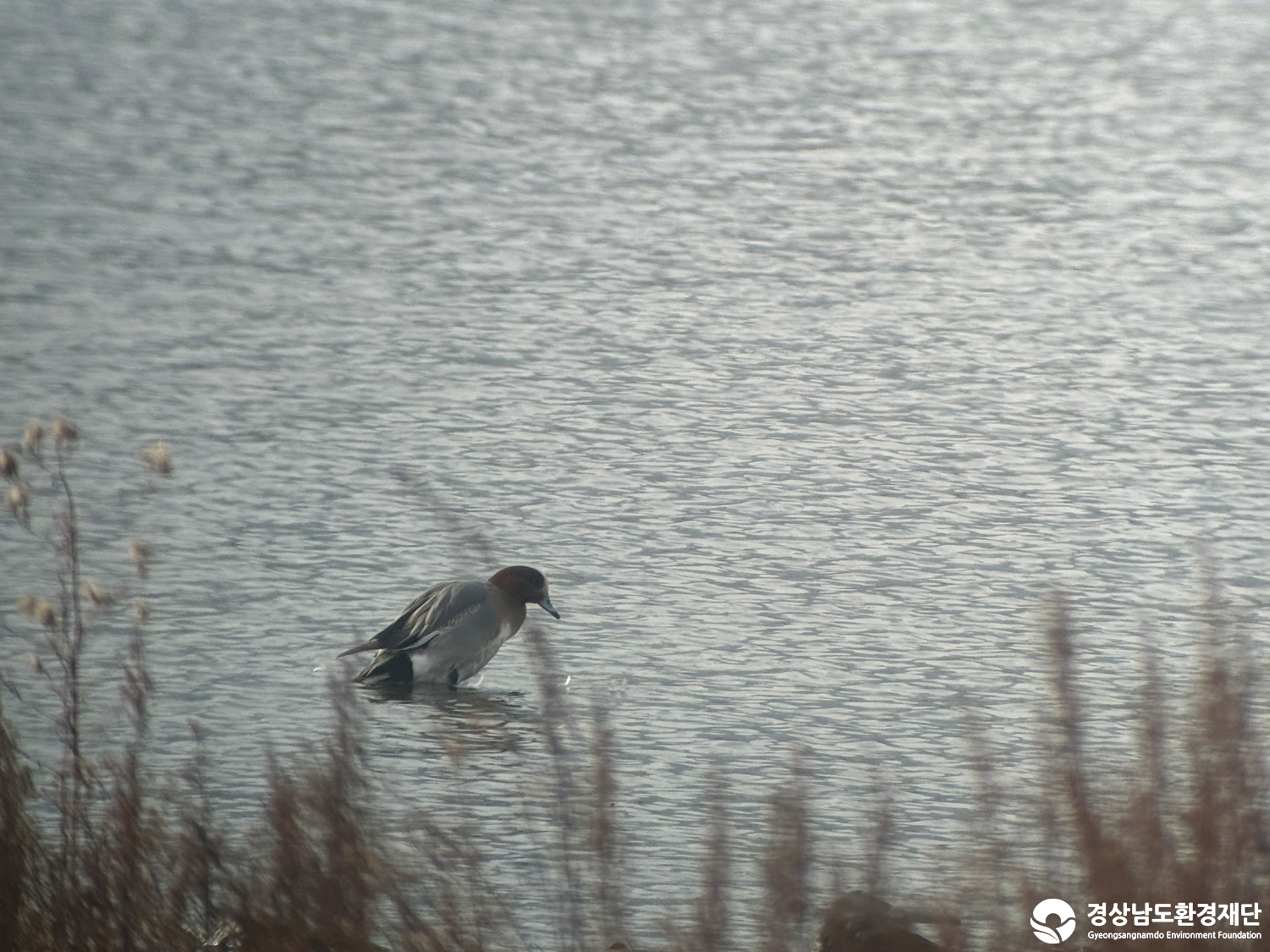 [진동만/창포만] 습지 생태계 변화 조사-2026. 2.