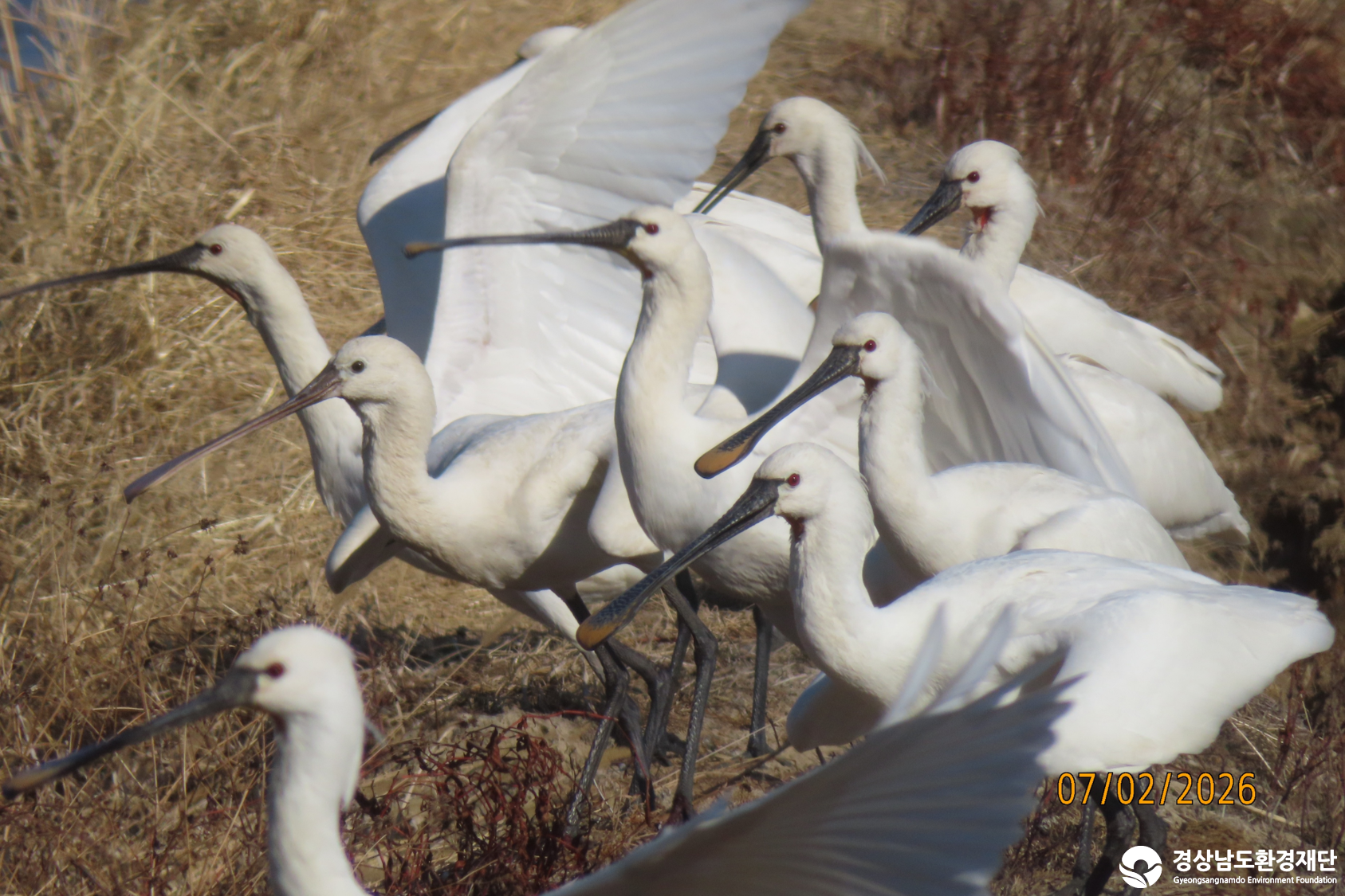 [섬진강하구] 습지 생태계 변화 조사-2026. 2.