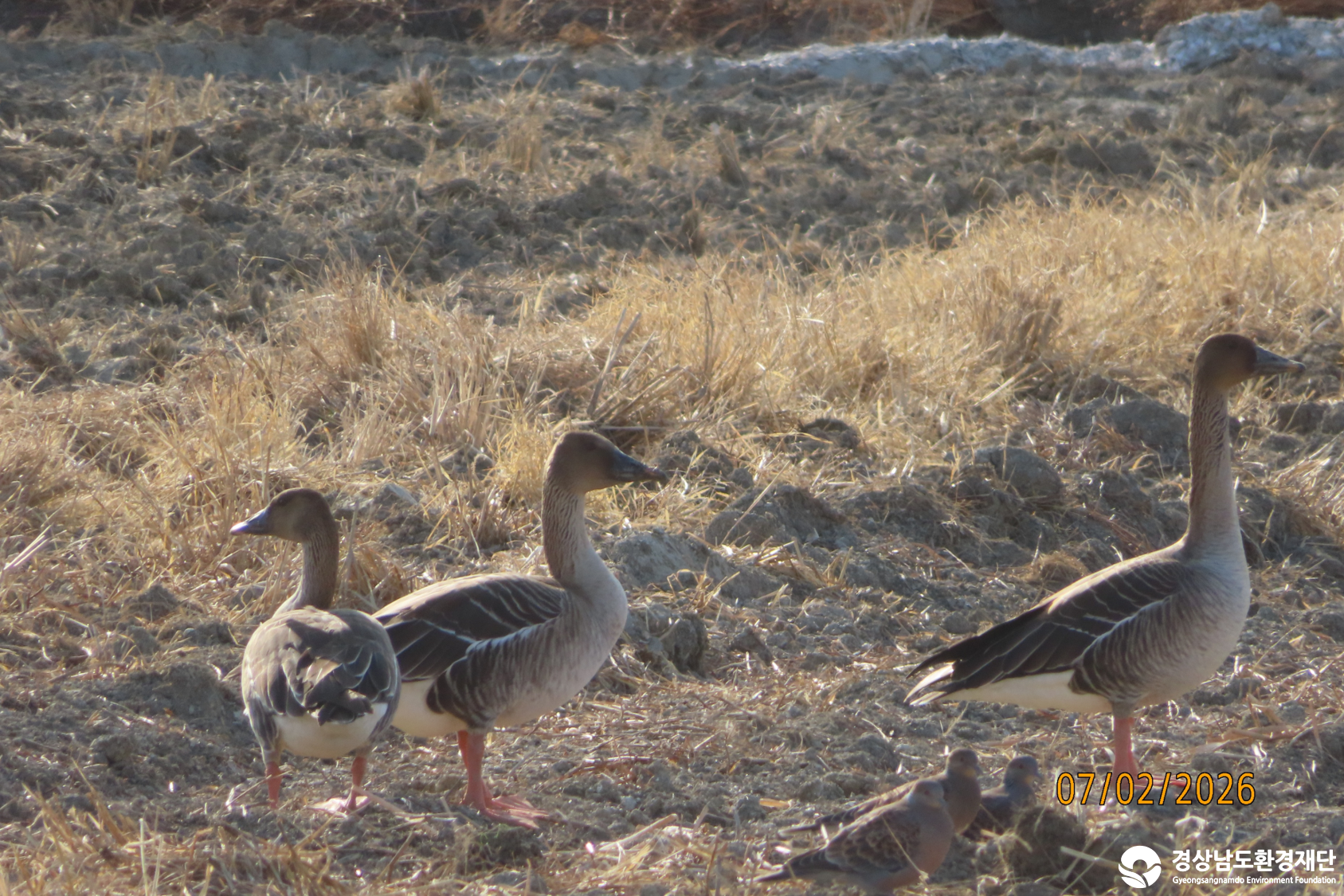 [섬진강하구] 습지 생태계 변화 조사-2026. 2.