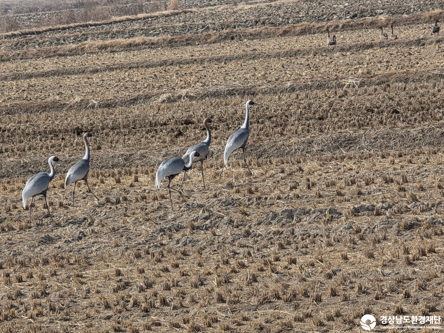 [악양습지/질날늪/평기늪] 습지 생태계 변화 조사-2026. 2.