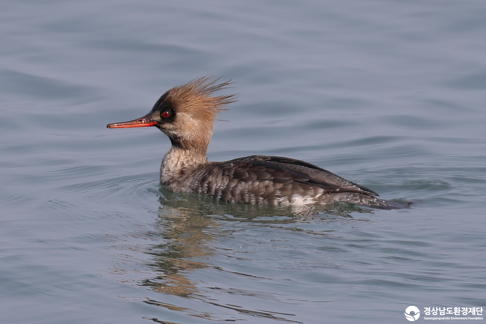 [남해강진만] 습지 생태계 변화 조사-2026. 2.