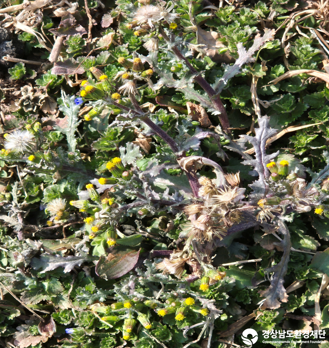 2026년 시민환경과학자 모니터링(2월) - 식생