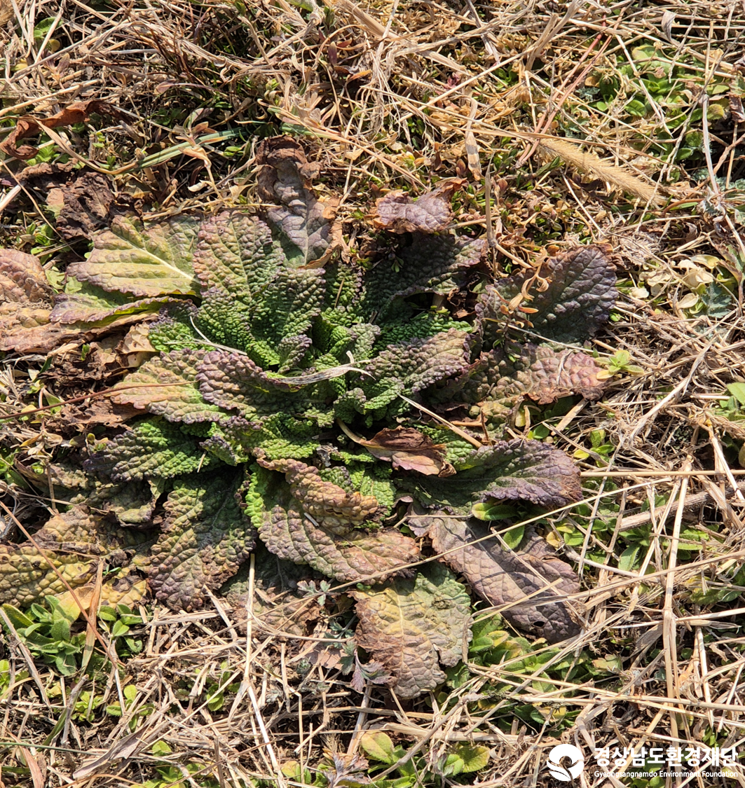 2026년 시민환경과학자 모니터링(2월) - 식생