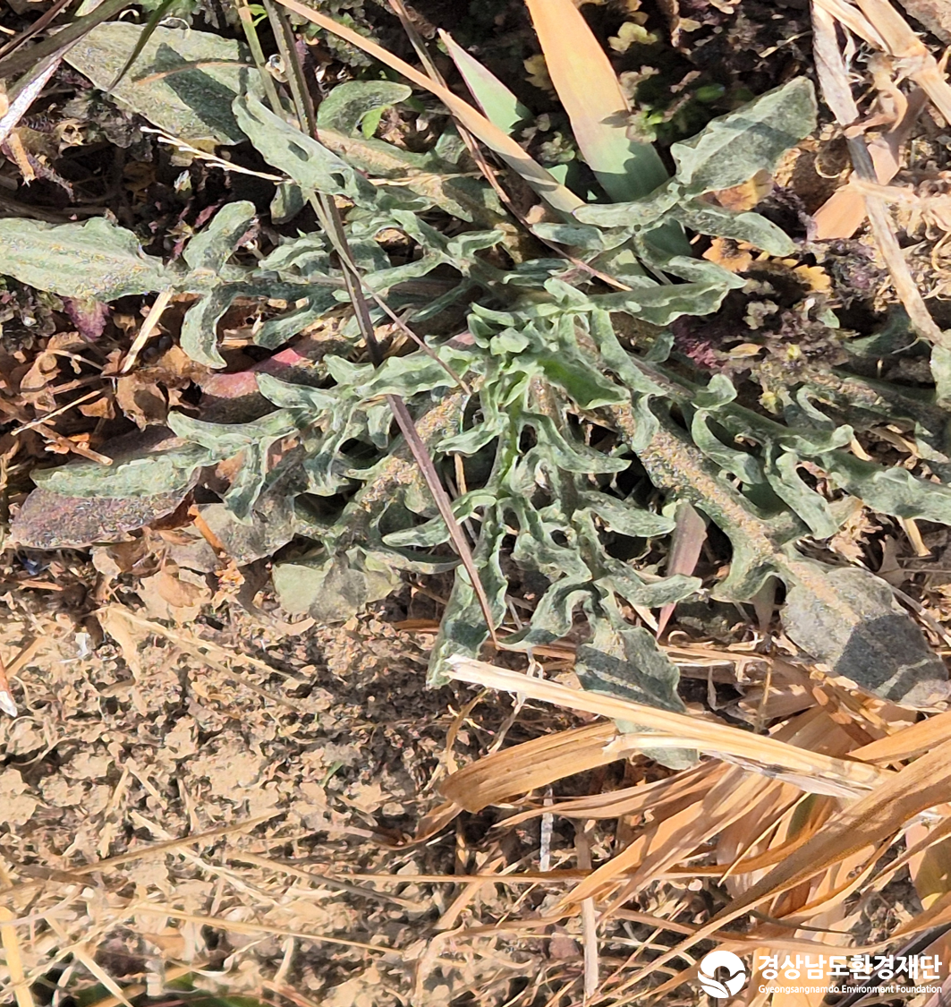 2026년 시민환경과학자 모니터링(2월) - 식생