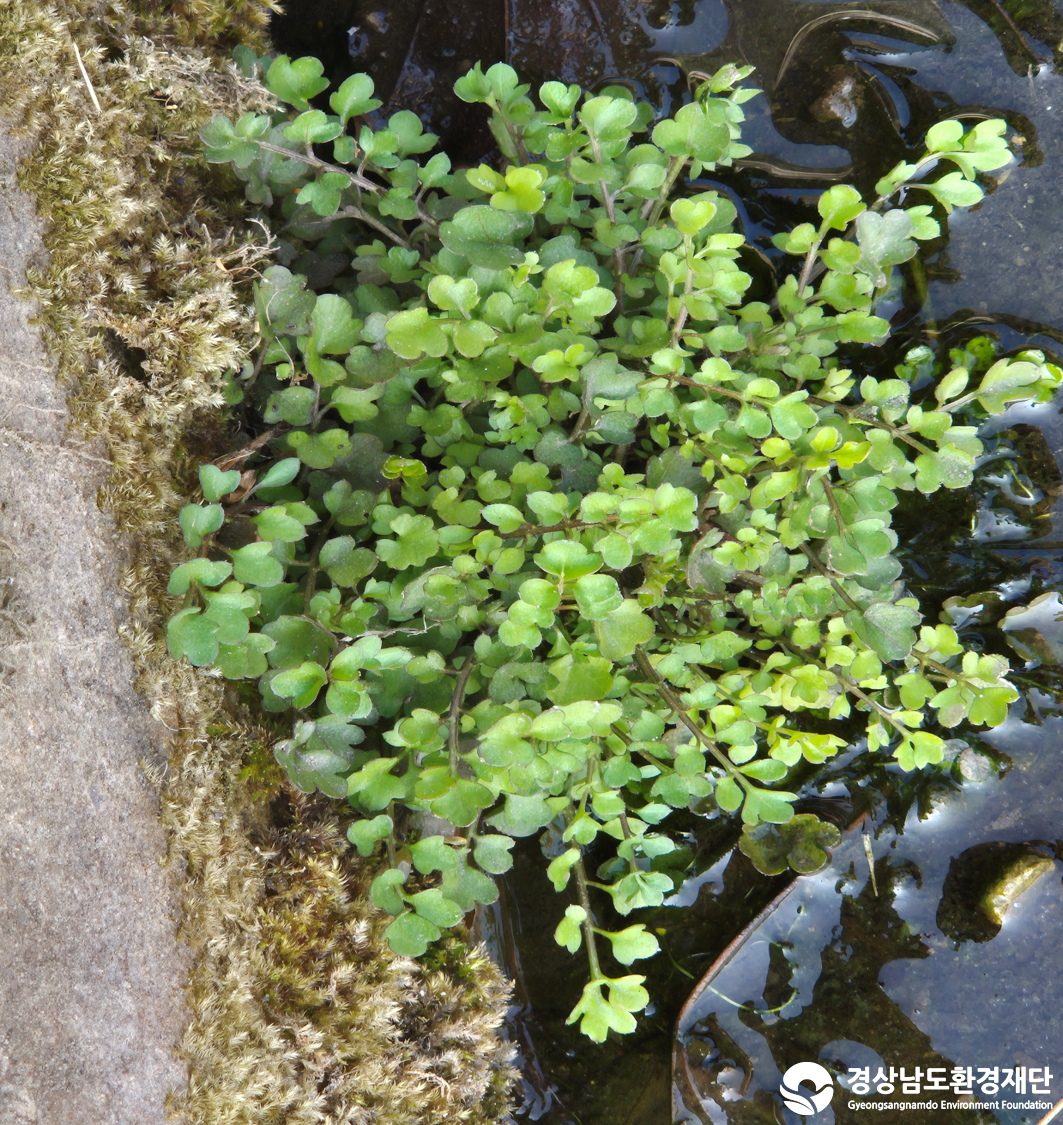 2026년 시민환경과학자 모니터링(2월) - 식생