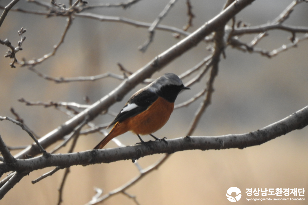 2026년 시민환경과학자 모니터링(2월) - 조류