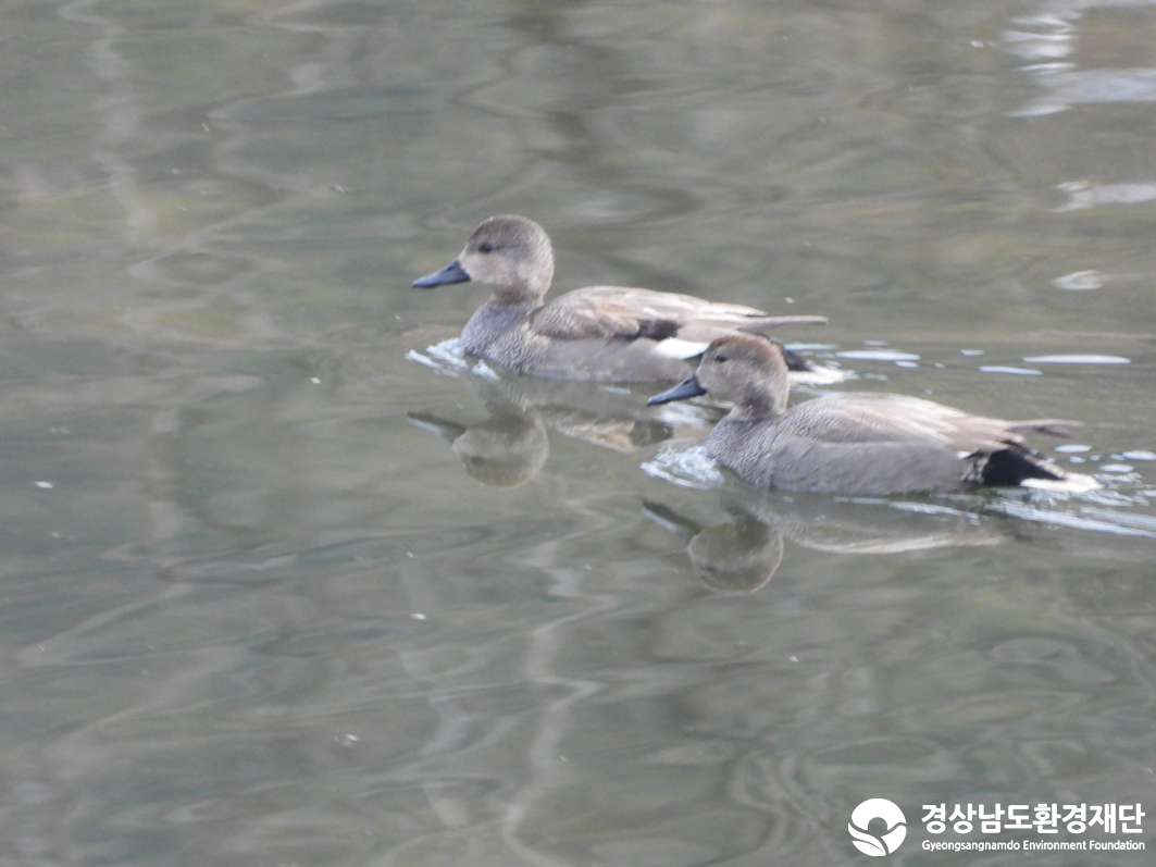 2026년 시민환경과학자 모니터링(2월) - 조류