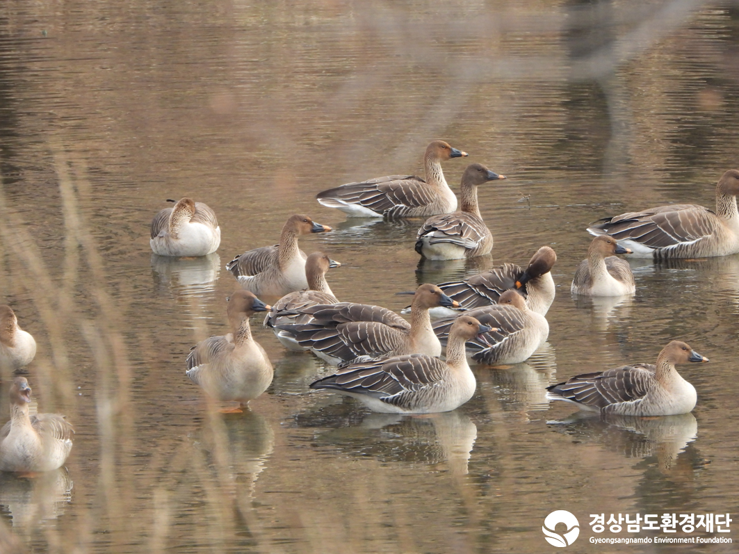 2026년 시민환경과학자 모니터링(2월) - 조류