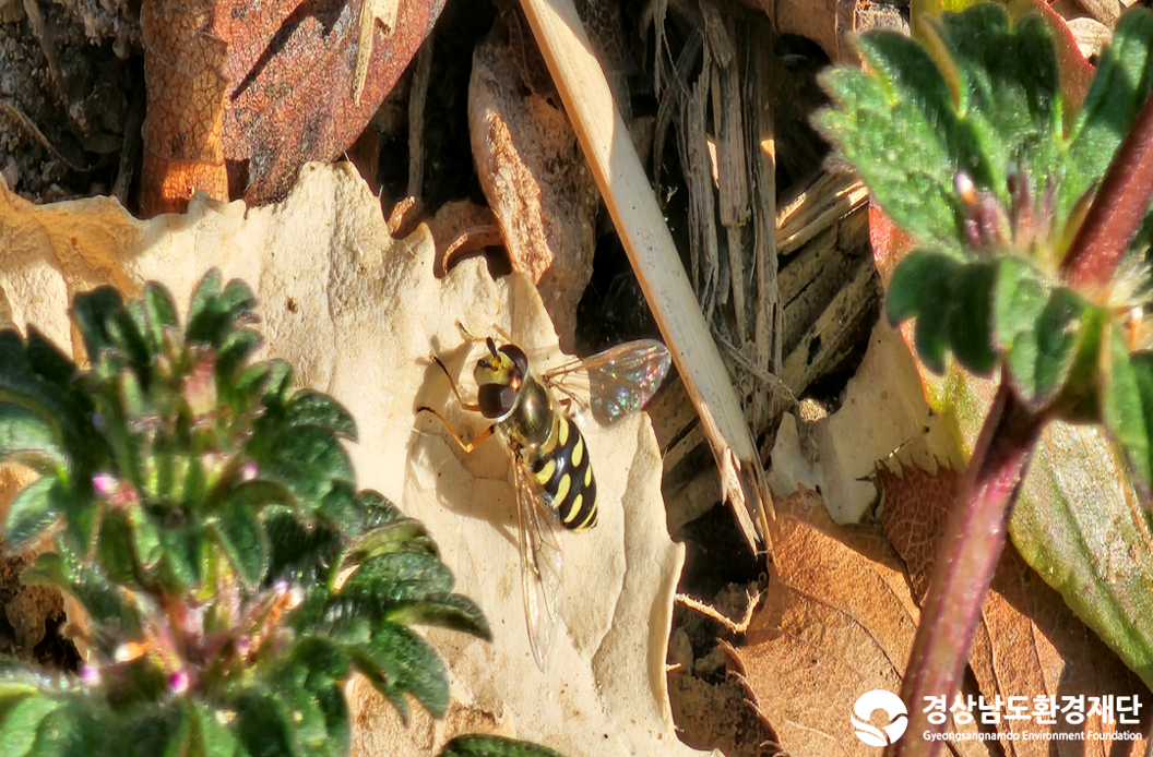 2026년 시민환경과학자 모니터링(2월) - 육상곤충