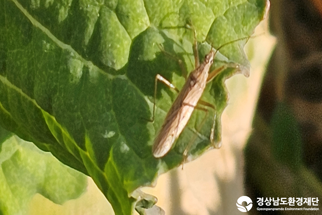 2026년 시민환경과학자 모니터링(2월) - 육상곤충